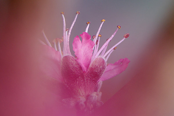 Peach Blossom