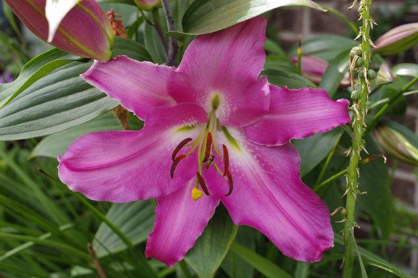 Pink Lily