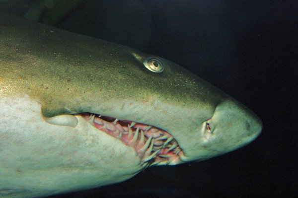 Shark