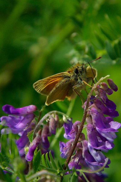 Small skipper