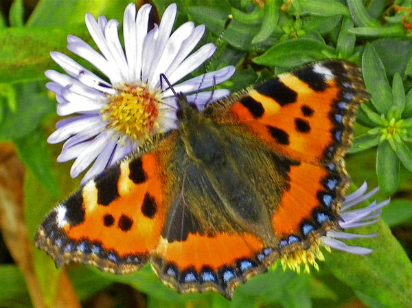 Small Tortoiseshell Butterfly