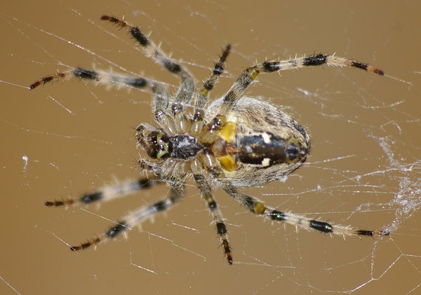Spider