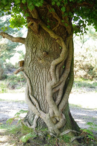 The Embrace