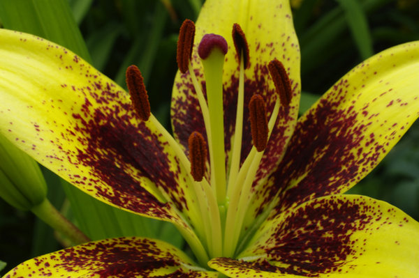 Tiger Lily