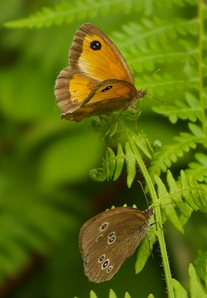 Two Butterflies