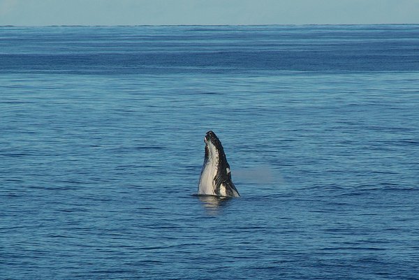 Whale, I Never!