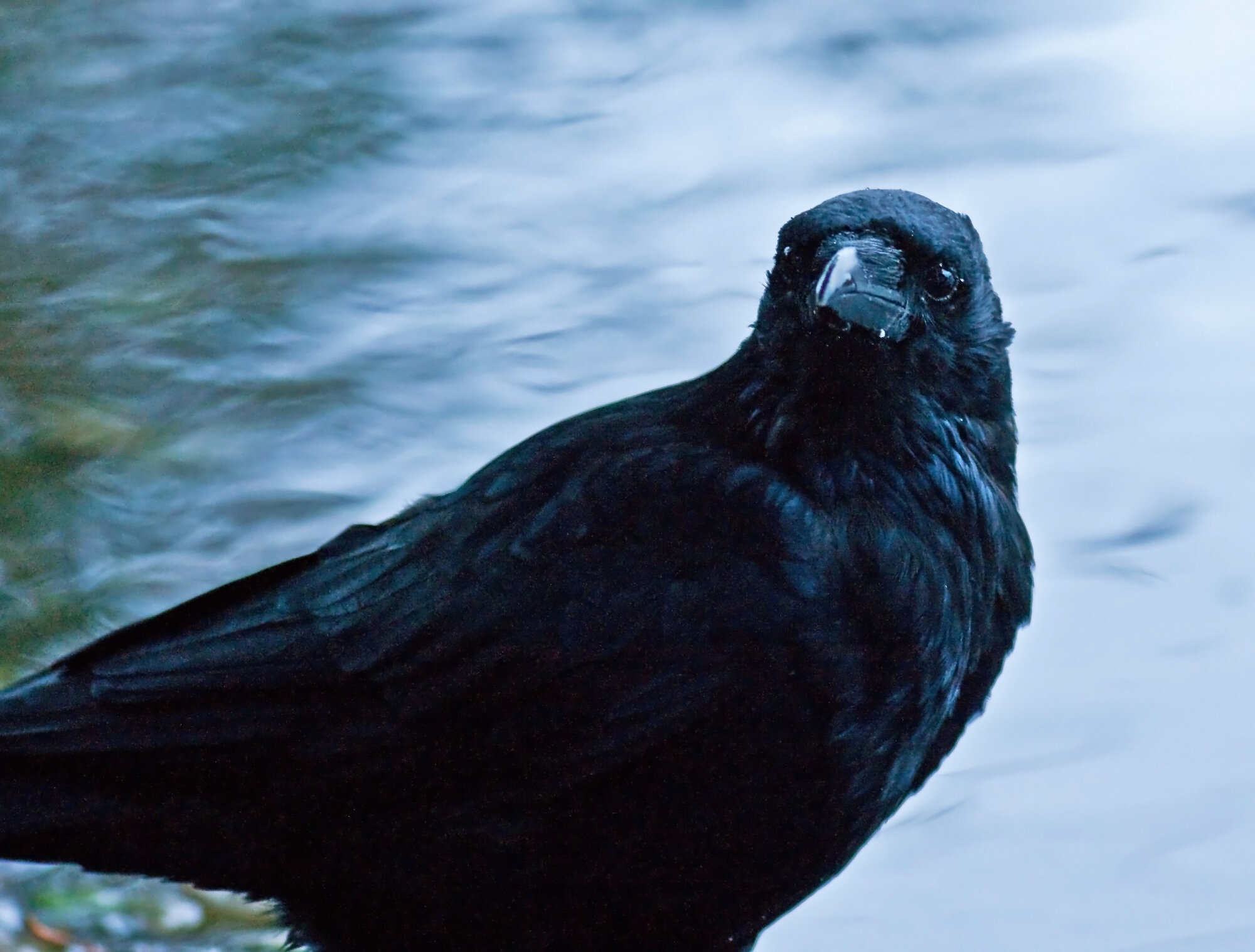 Crow
