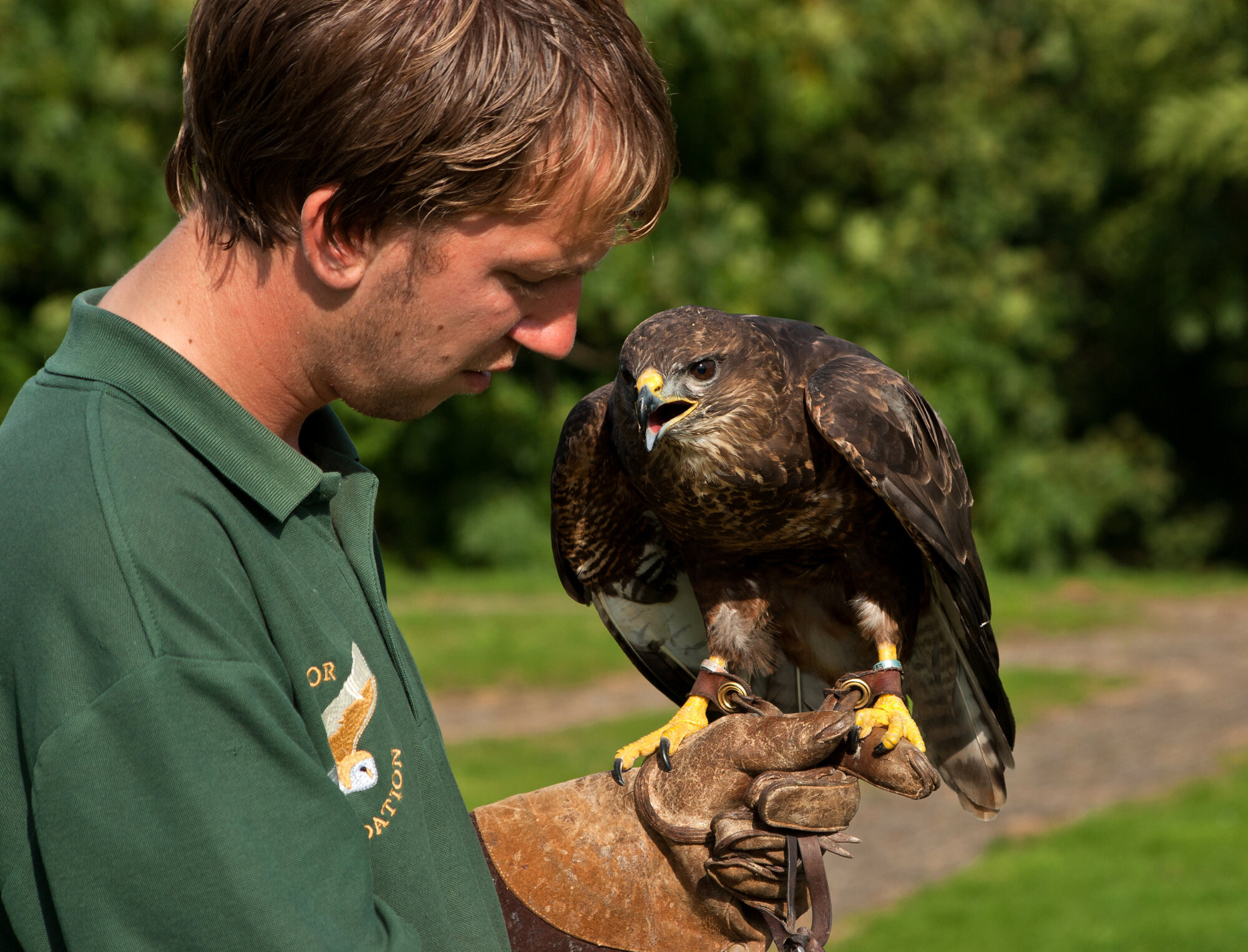 Falconer