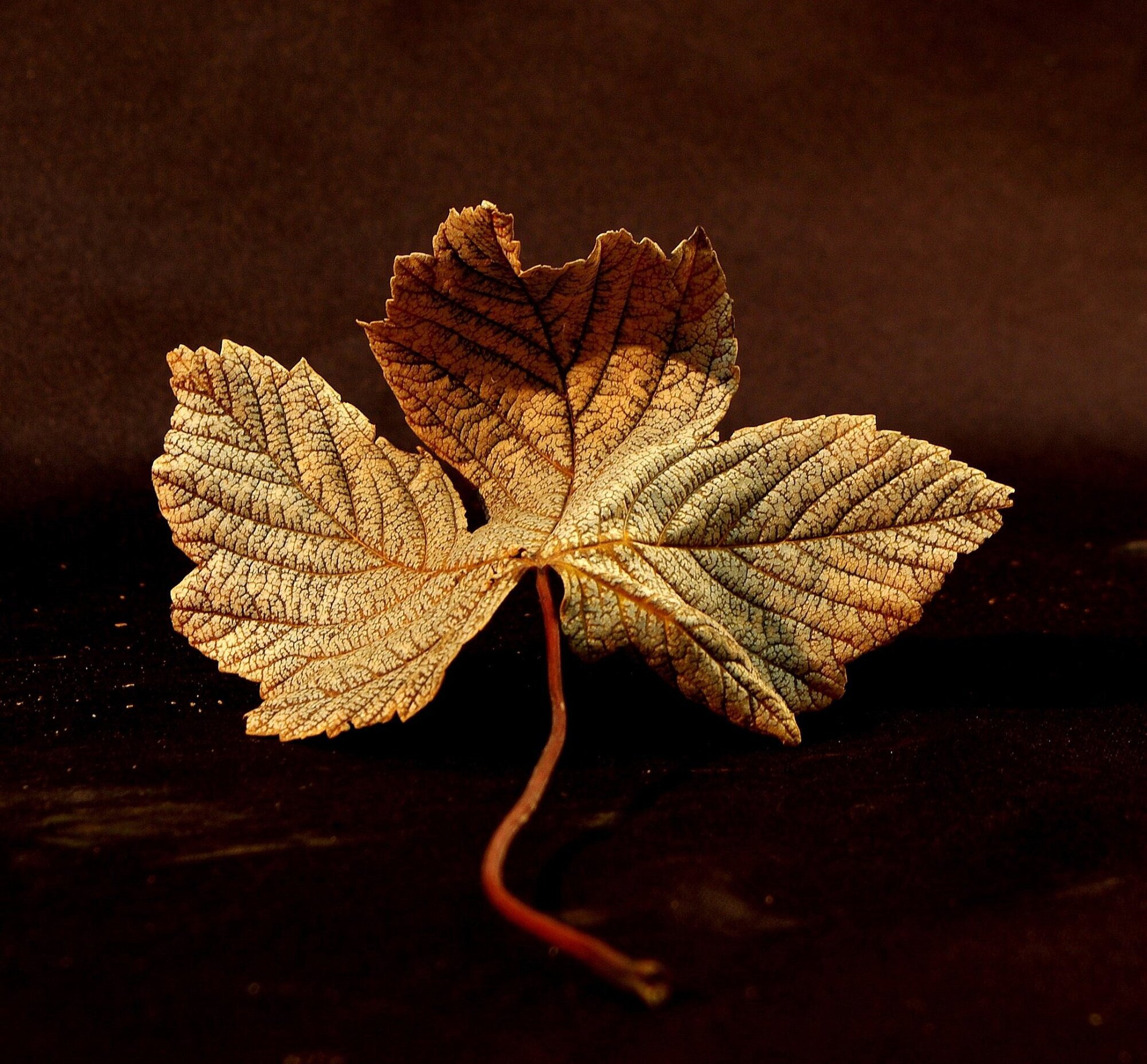 Leaf