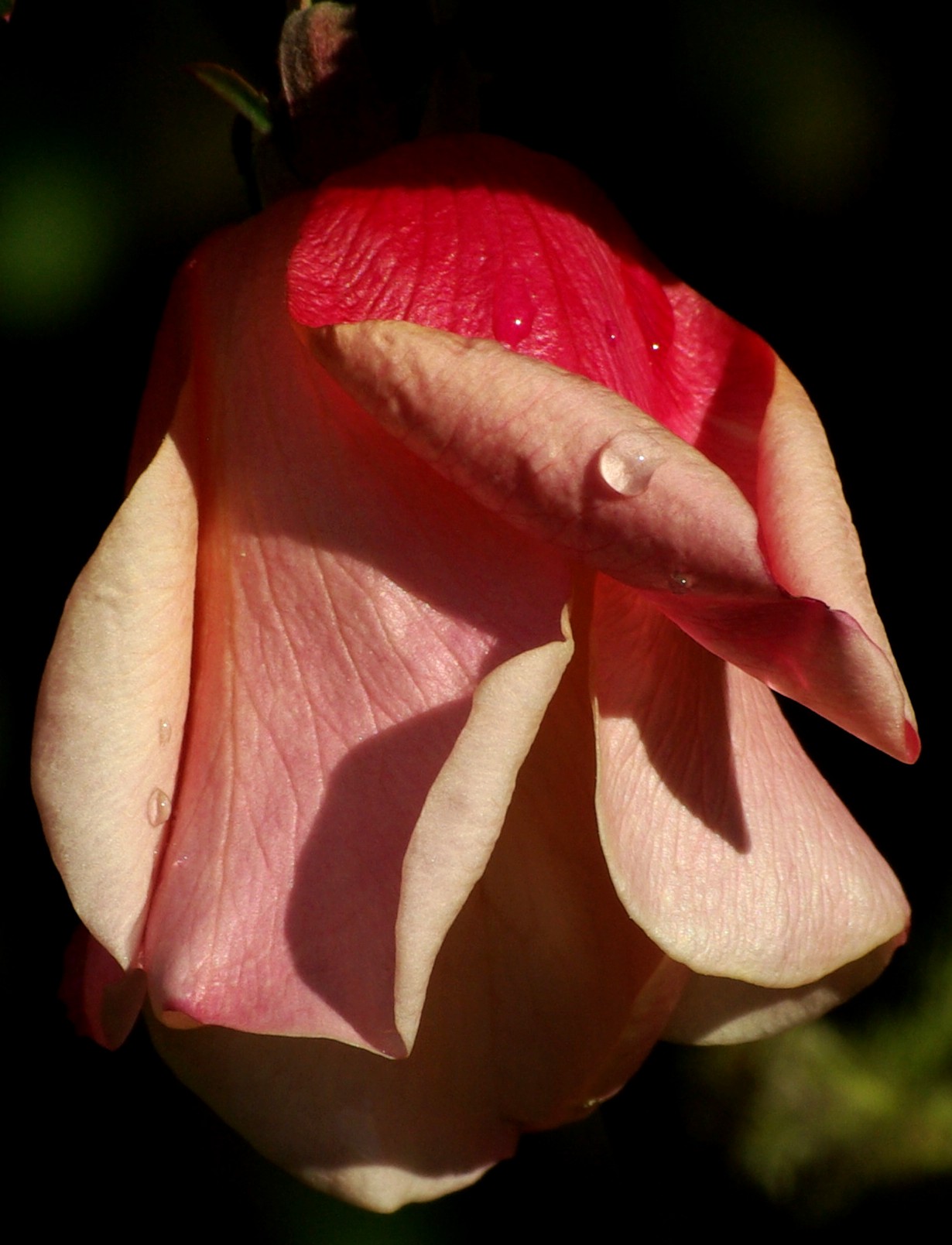 Lonely Beauty
