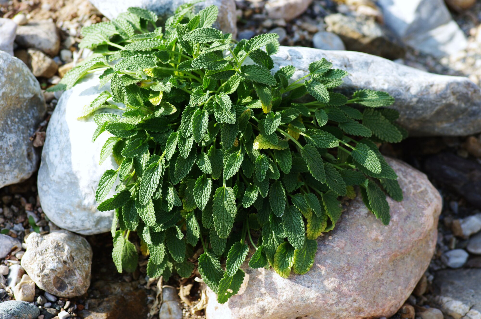 Plant