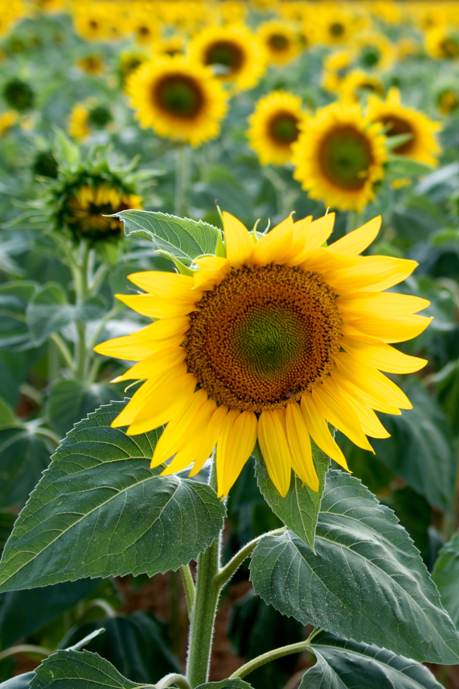 Sunflowers