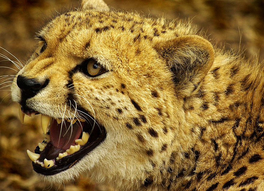 big cat