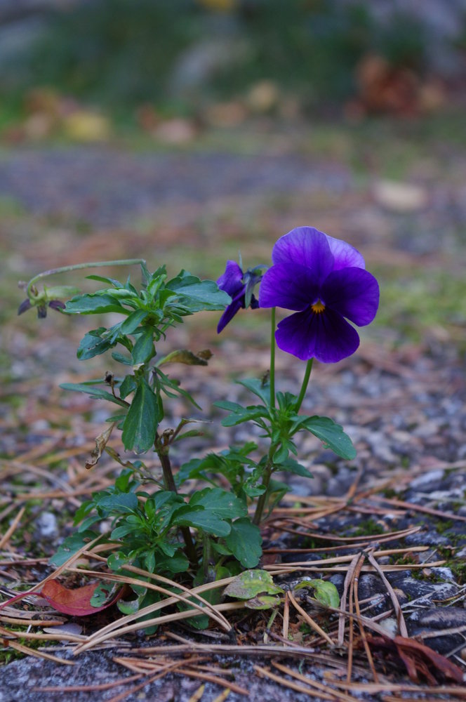 Flower