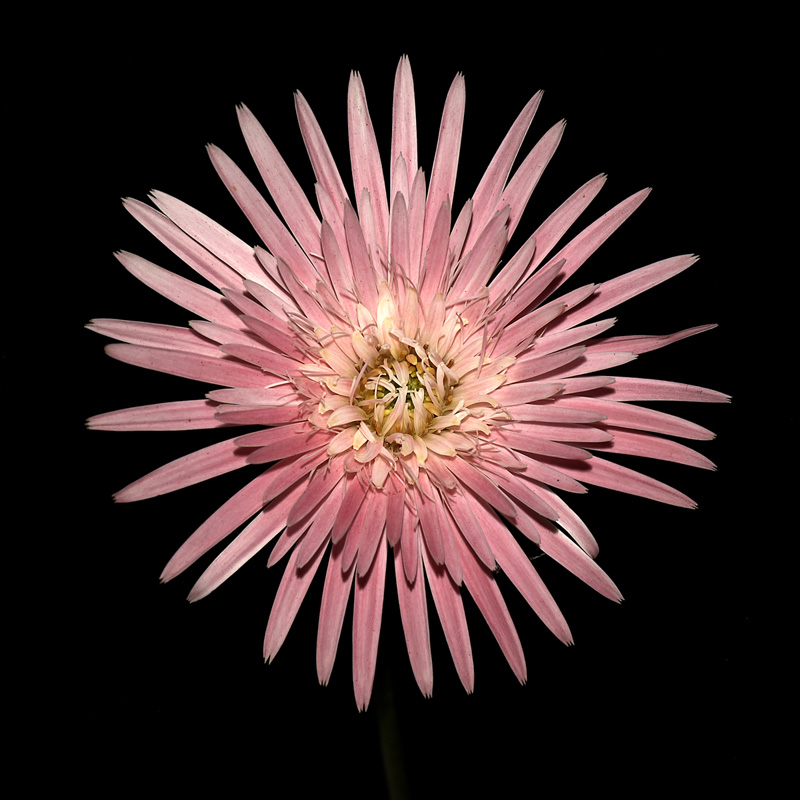 Gerbera