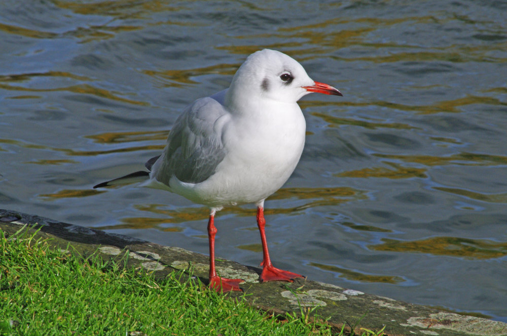 Gull