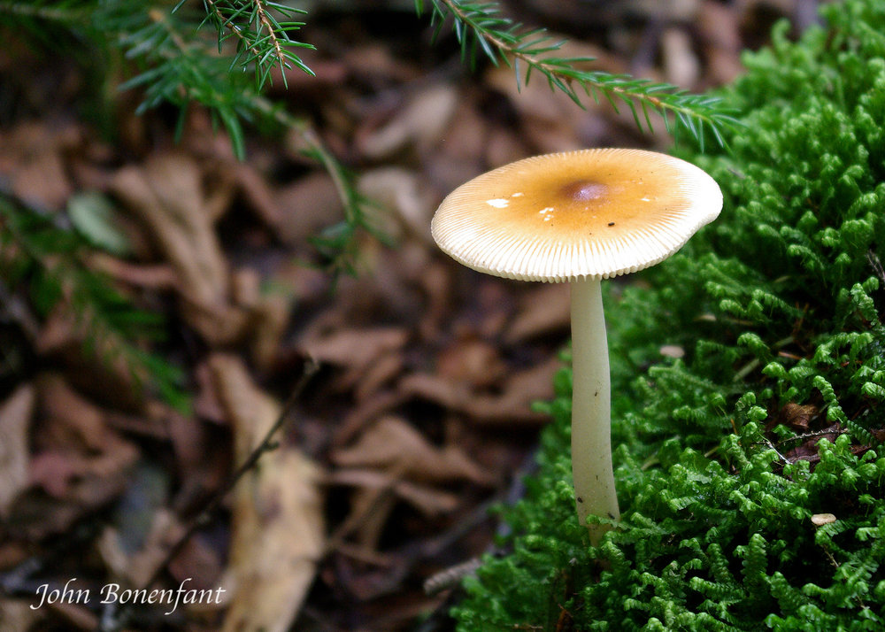 Mushroom