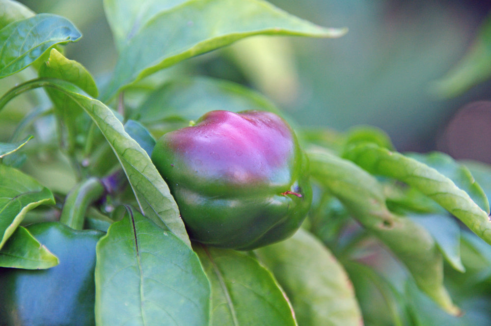 pepper
