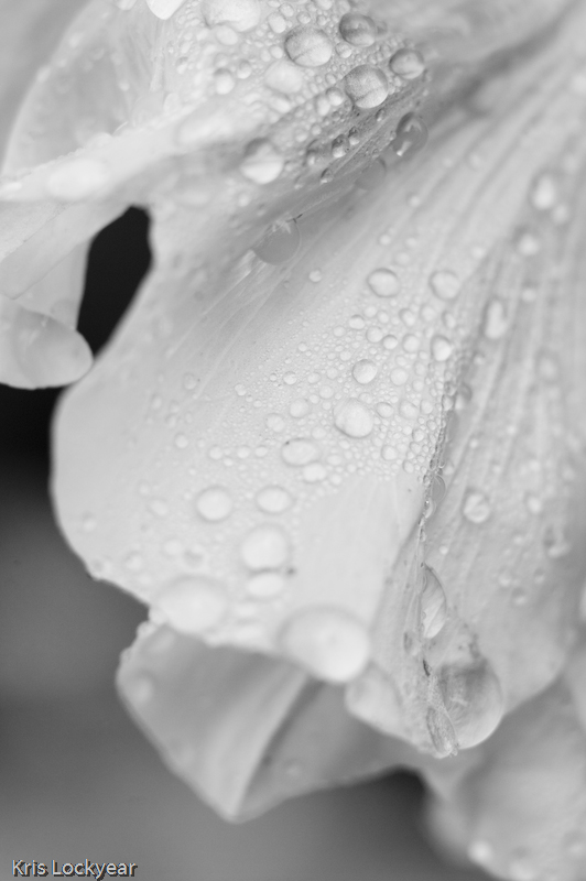 Petal in the dew