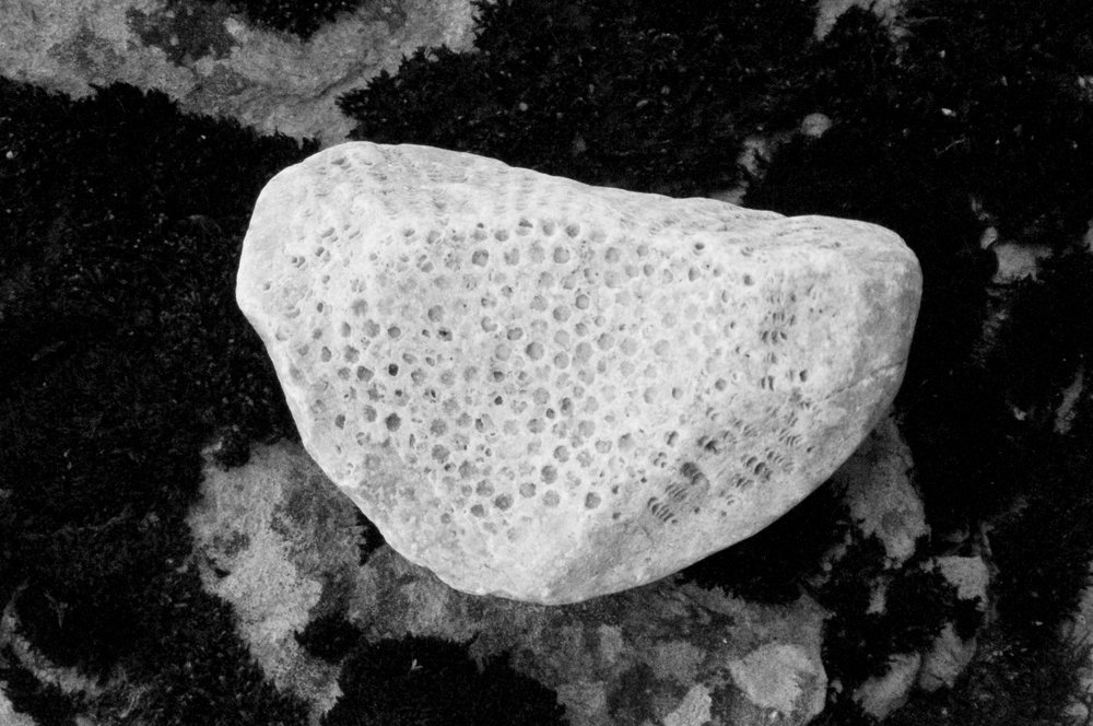 petoskey rock