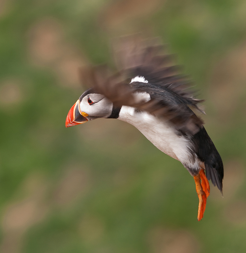 Puffin Landing