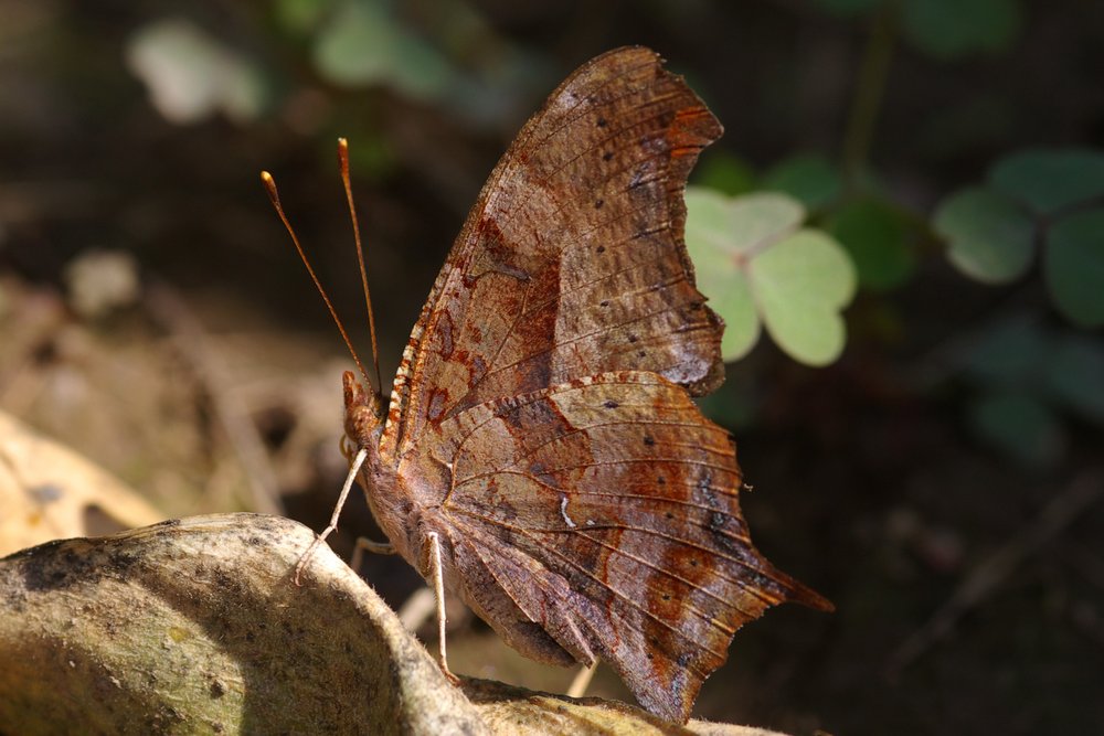 Question Mark Butterfly