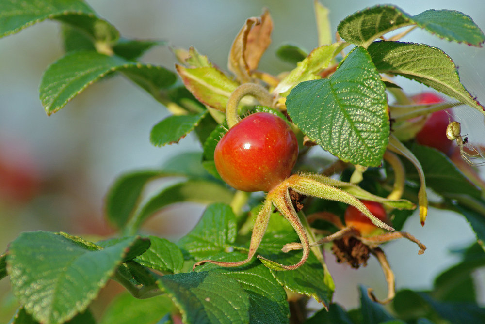 Rosehip