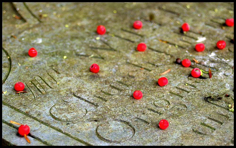 Yew Berries