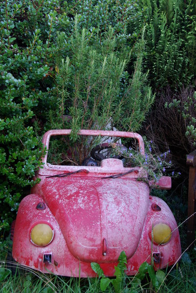 A 'Beetle' in the Garden