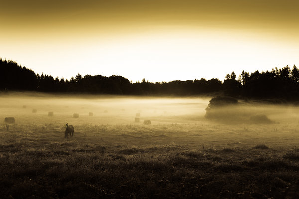 a horse in the fog