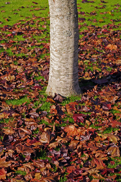 Autumn Crop