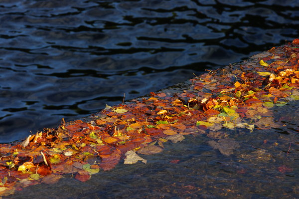 Autumn Water