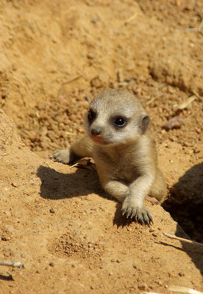 Baby Meerkat
