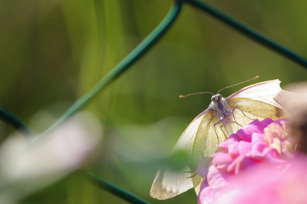 Butterfly with broken wing