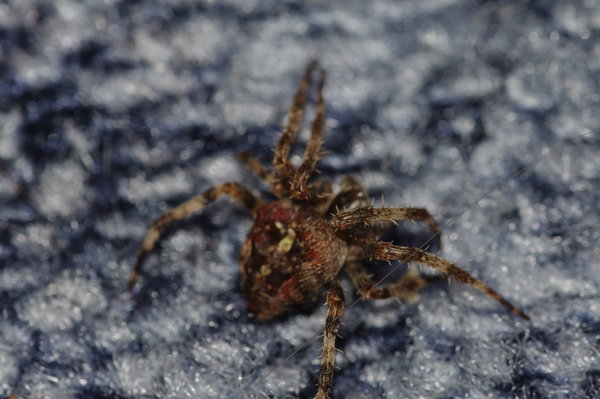 Garden Spider Macro