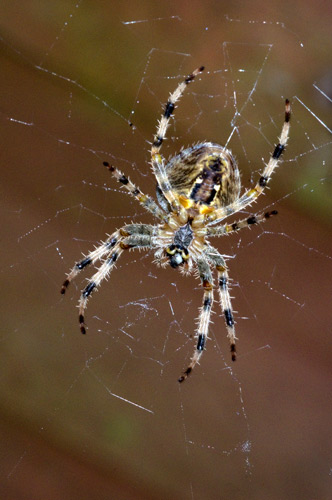 Garden Spider