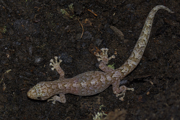 Geko