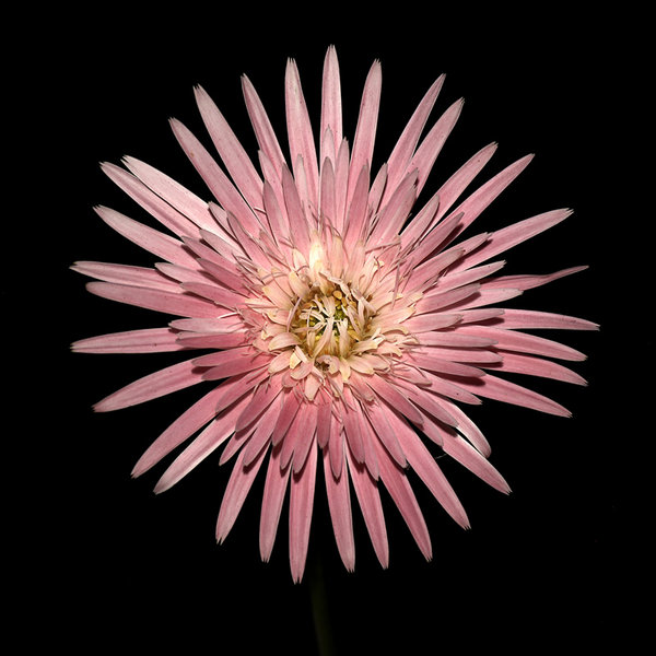Gerbera