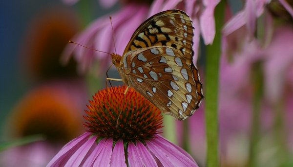 Great Spangled Fritillary on Purple Cone Flower