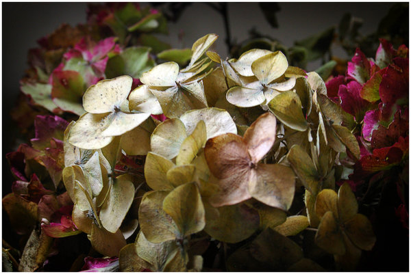 Hydrangea