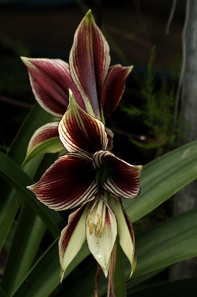 In Full Bloom