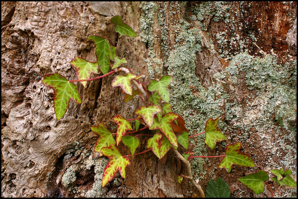 Ivy and Lichen