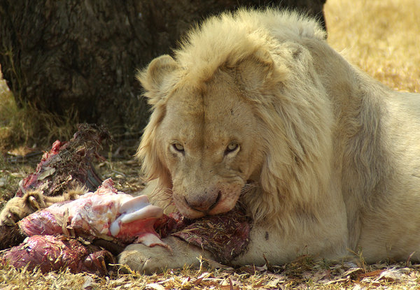 Lunch in the Bushveld