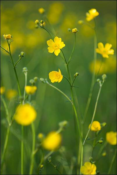 Meadow Buttercups