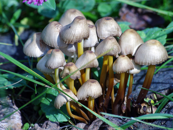 Mushroom forest