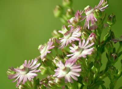 pigface