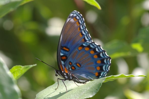 Red Spotted Purple