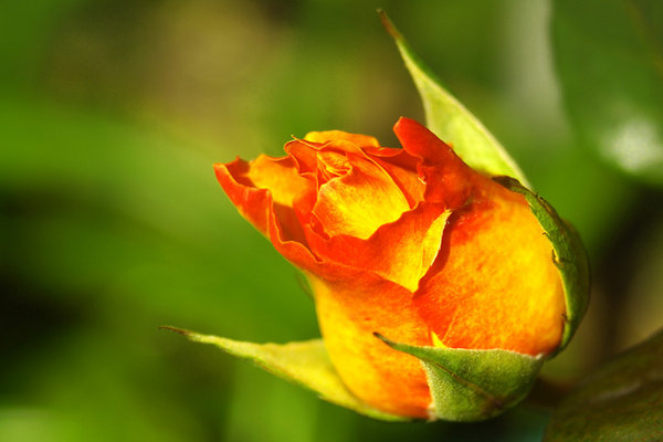 Rose Bud