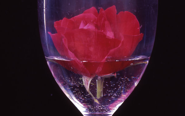 Rose by John Digby