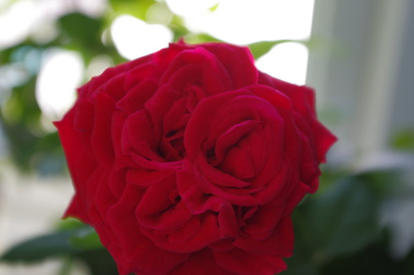 rose